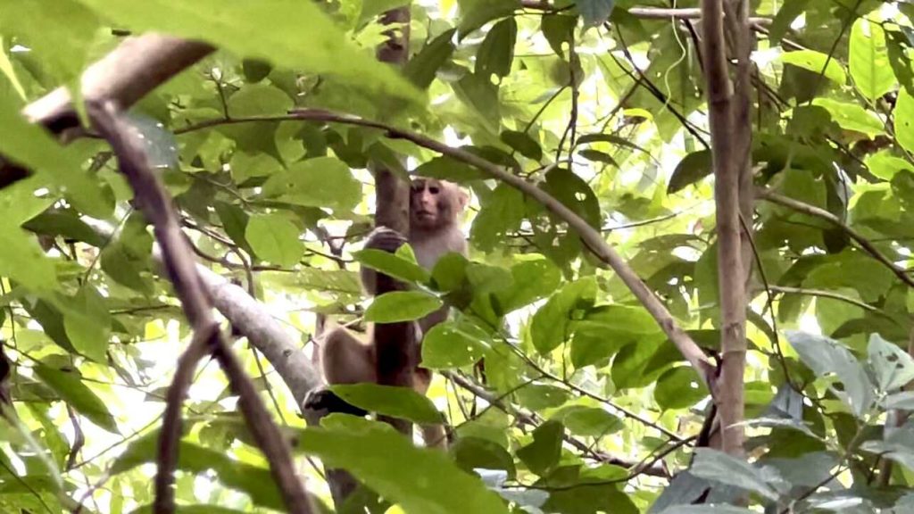 মানিকছড়িতে বনবিভাগের বানরের ছানা উদ্ধার